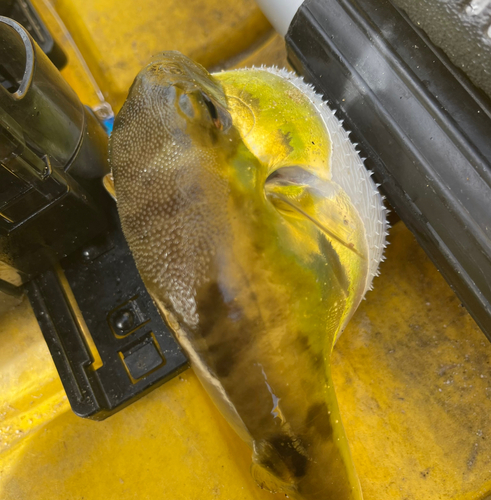 クサフグの釣果