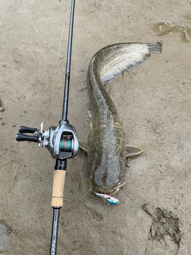 ナマズの釣果