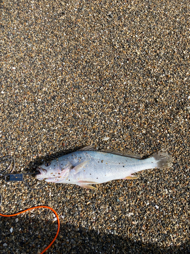 ニベの釣果