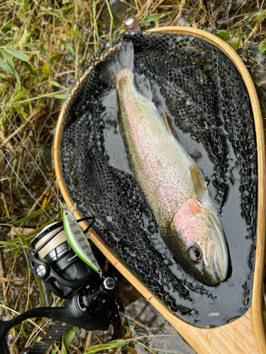 ニジマスの釣果