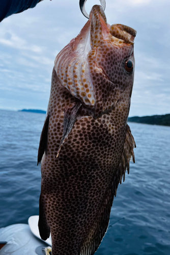 オオモンハタの釣果