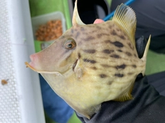 カワハギの釣果