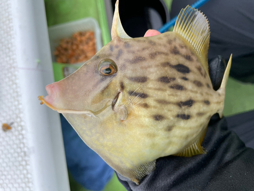 カワハギの釣果