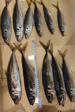 アジの釣果