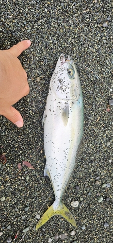 イナダの釣果