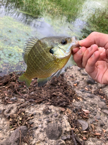 ブルーギルの釣果