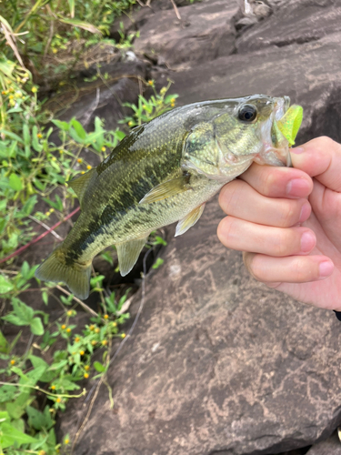 ブラックバスの釣果