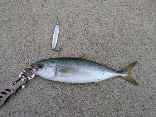 イナダの釣果