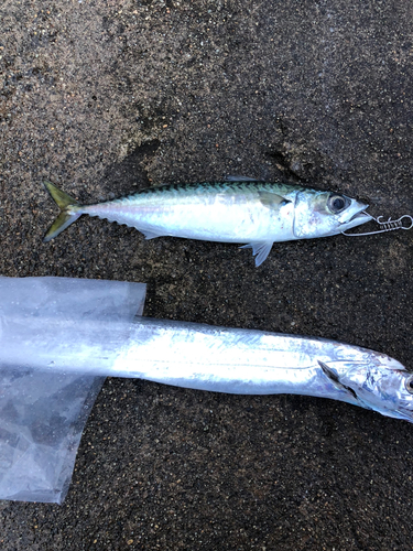 サバの釣果