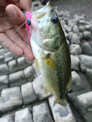 ラージマウスバスの釣果