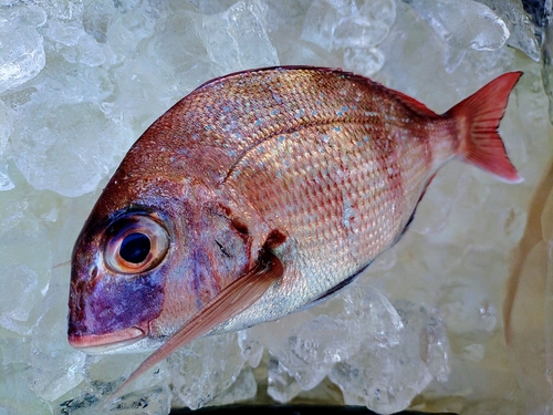 マダイの釣果