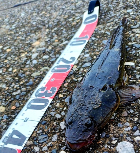 マゴチの釣果