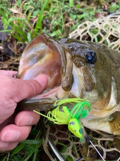 ラージマウスバスの釣果