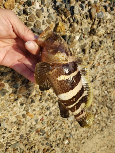 アオハタの釣果