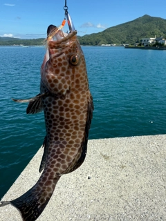 ハタの釣果