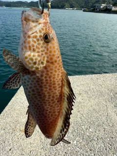 ハタの釣果