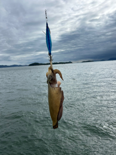 モンゴウイカの釣果