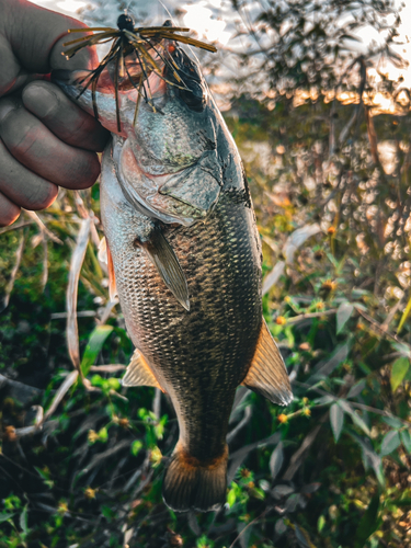 ブラックバスの釣果