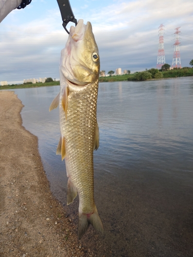 ニゴイの釣果