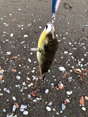 シロサバフグの釣果