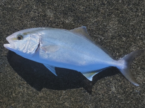 ショゴの釣果