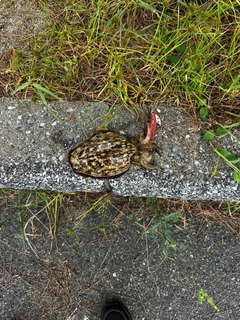 モンゴウイカの釣果