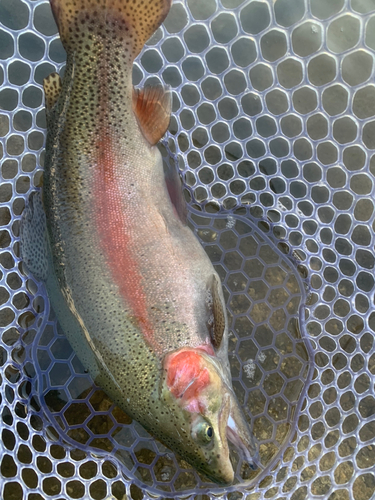 トラウトの釣果