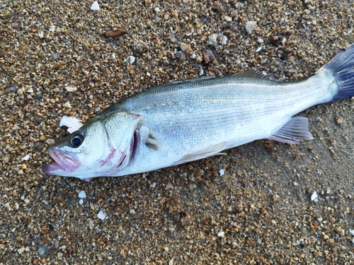 セイゴ（ヒラスズキ）の釣果