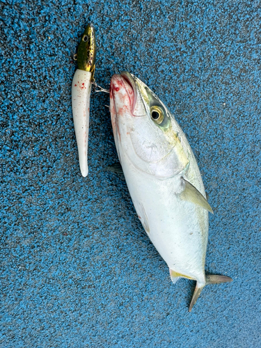 新地町海釣り公園