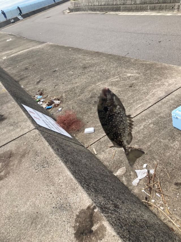 アイゴの釣果