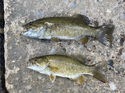 スモールマウスバスの釣果