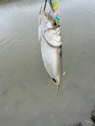 ボラの釣果