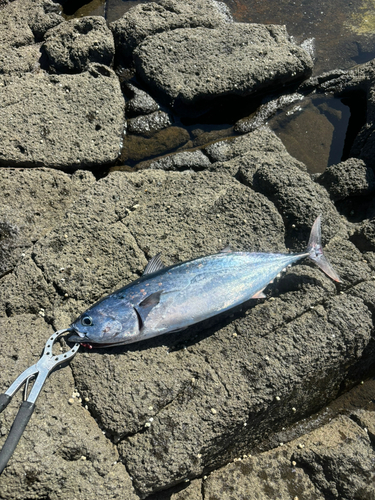 カツオの釣果