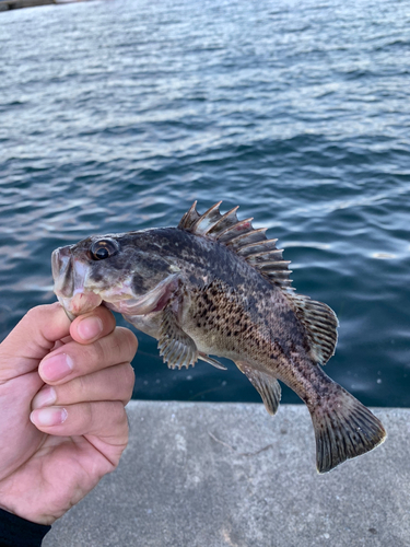 クロソイの釣果