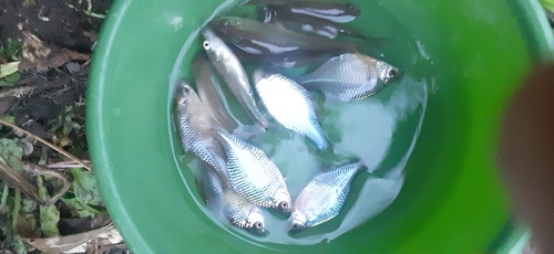 タイリクバラタナゴの釣果