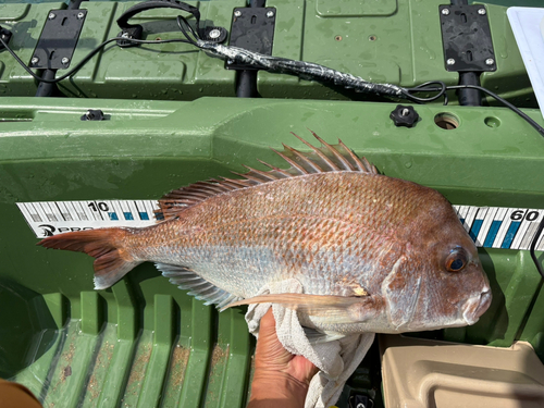 タイの釣果