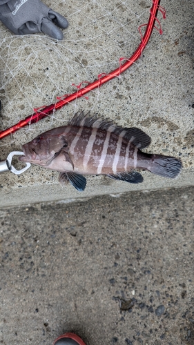 マハタの釣果