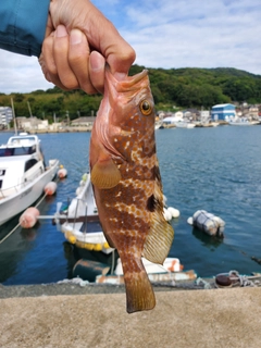 キジハタの釣果