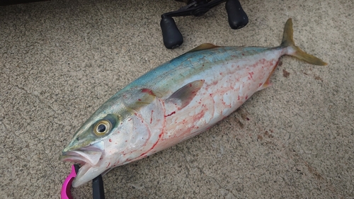 ツバスの釣果