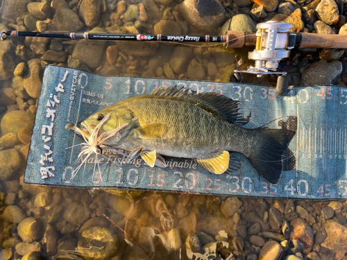 スモールマウスバスの釣果