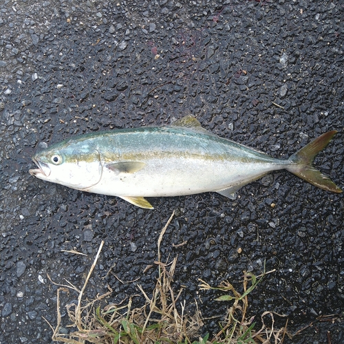 ヤズの釣果