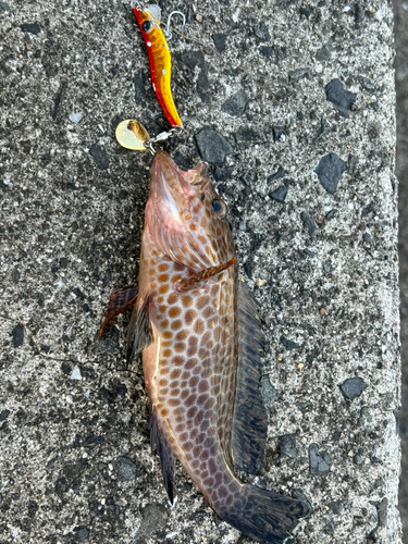 オオモンハタの釣果