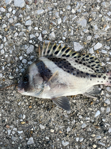 コショウダイの釣果