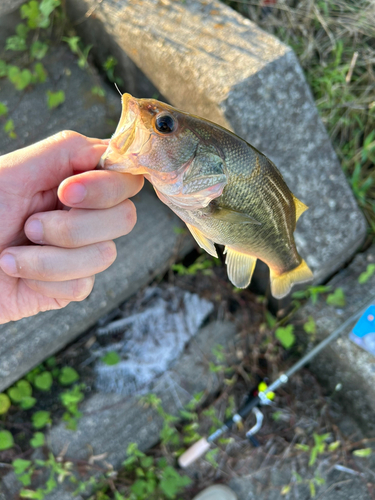 木曽川下流