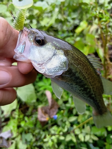 ラージマウスバスの釣果