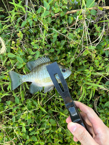 ブルーギルの釣果