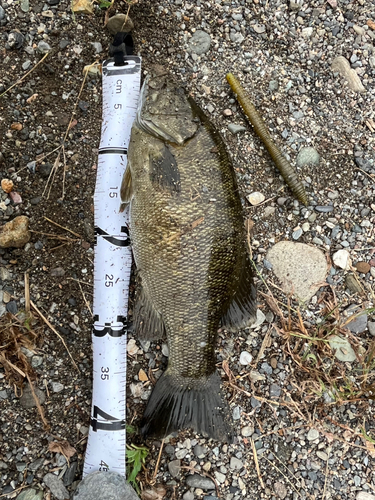 スモールマウスバスの釣果