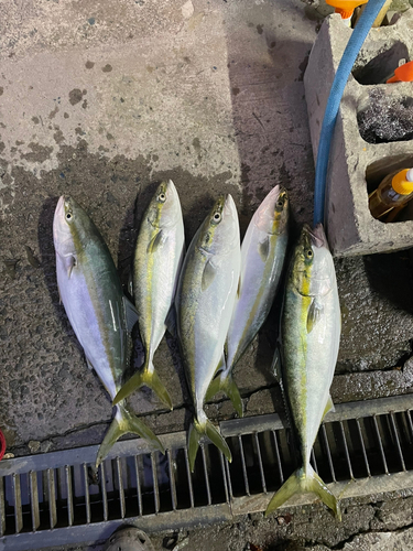 イナダの釣果