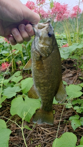 スモールマウスバスの釣果