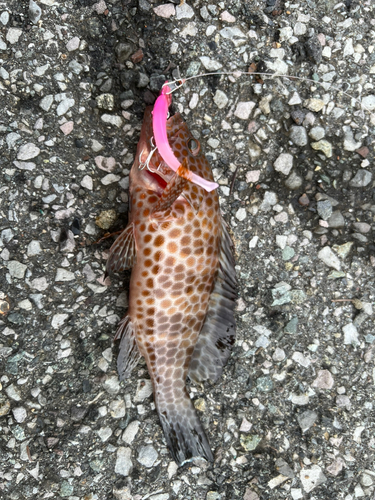 オオモンハタの釣果